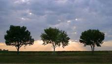 arboles