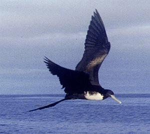 http://fvcom.whoi.edu/~andres/aves/ave_fragata.jpg